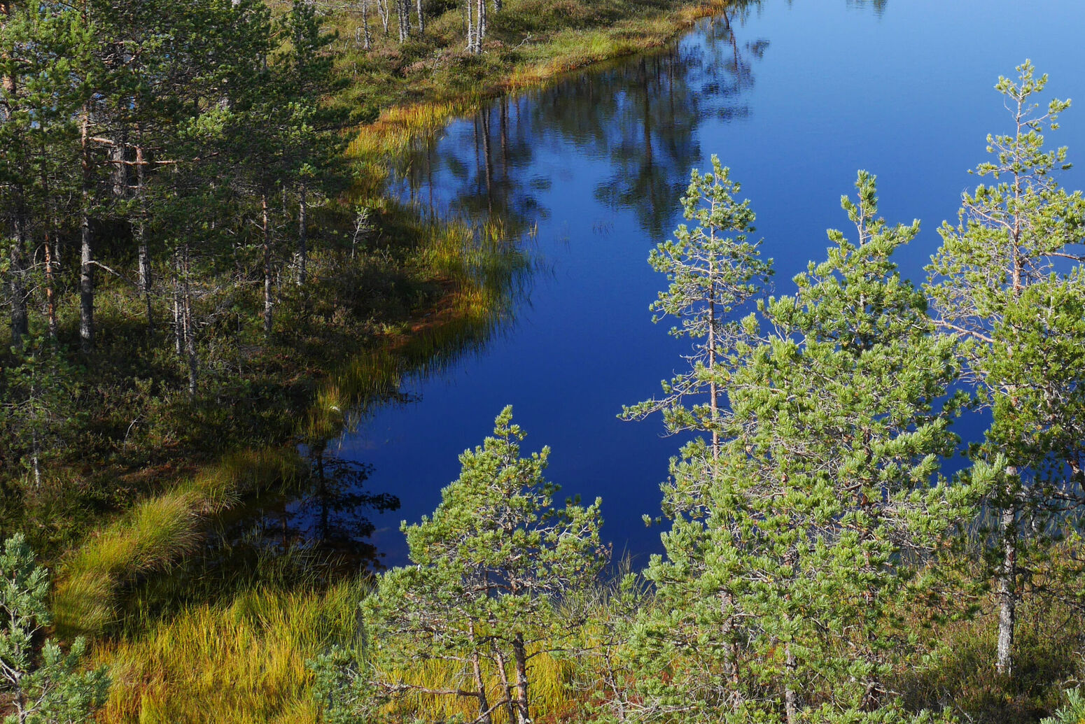 Viru raba - Moorgebiet im Lahemaa Nationalpark, Estland